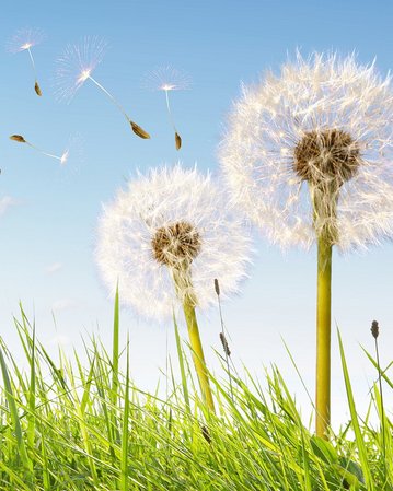 Zwei Pusteblumen stehen im Gras, während ihre Samen im Wind verwehen. Der Himmel ist blau mit einigen Wolken.